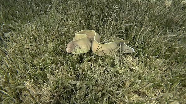 Close-up of Moray lie in green seagrass. Geometric moray