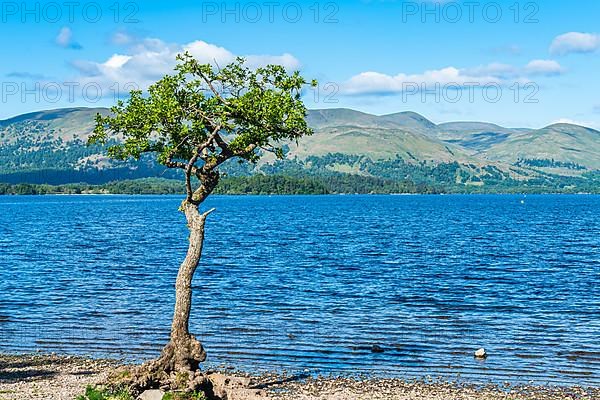 Tree on Milarrochy Bay