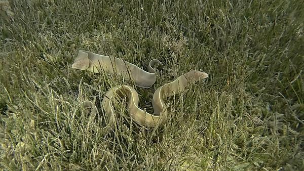 Close-up of couple Moray lie in green seagrass. Geometric moray