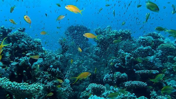 Massive school of Lyretail Anthias