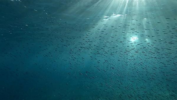 Large school of small fish swims under surface of water in the sun rays on dawn. Red sea