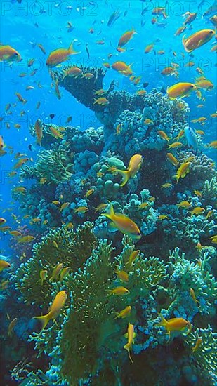 Colorful tropical fish swims on coral reef on blue water background. Underwater life in the ocean. Arabian Chromis