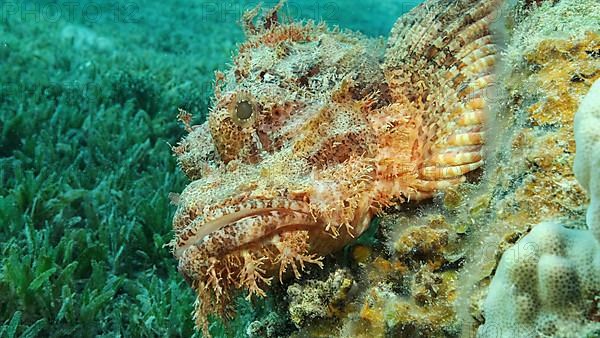 Scorpion fish lie on the reef. Bearded Scorpionfish