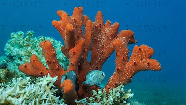 Close-up of the Red Toxic Finger-sponge