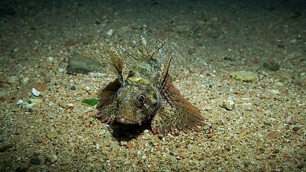 Zebra Lionfish