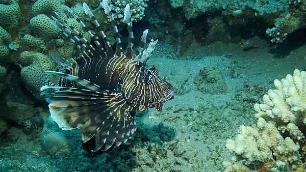 Common Lionfish or Red