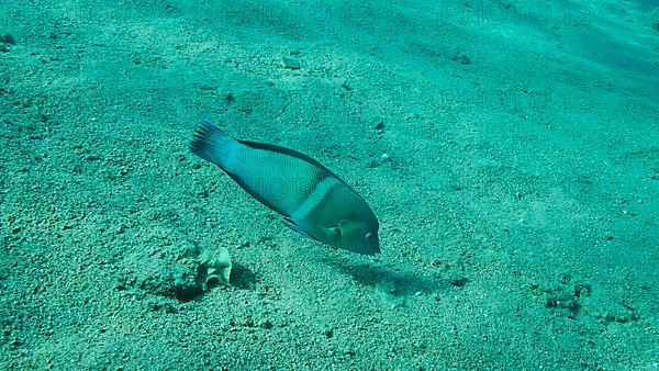 Cigar Wrasse