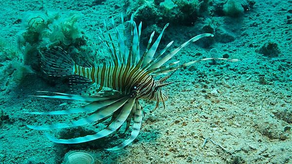 Common Lionfish or Red