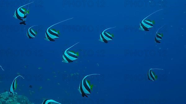 School of Bannerfish slowly swims above sandy bottom covered with green seagrass. Shoal of Schooling bannerfish