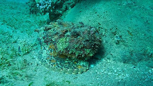 Close-up of the Stonefish lies on sandy bottom covered with green seagrass. Reef Stonefish