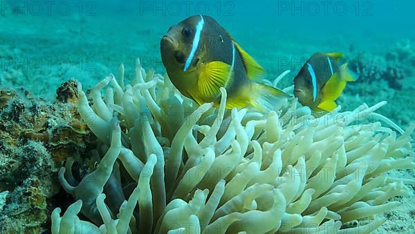 Pair Clownfish with baby and school of Damsel fish swims on Anemone. Red Sea Anemonefish