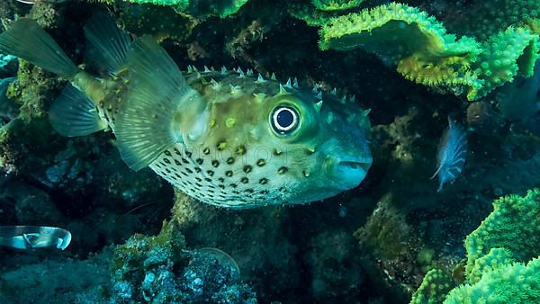 Porcupinefish is hiding under under Lettuce coral. Ajargo