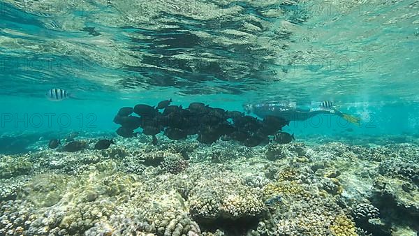 Woman in diving equipment swimming on the surface of the water and looks at on shoal of Sailfin Tang fish. Female snorkeler swims underwater and looking on underwater world. Red sea Egypt