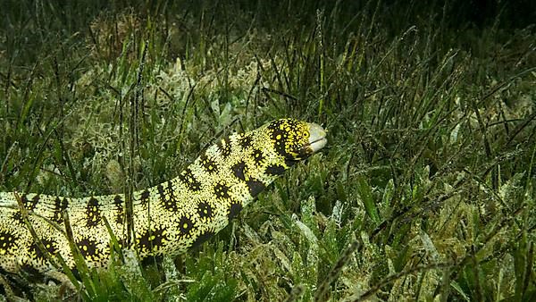 Close-up of Moray slowly swims in green seagrass. Snowflake moray