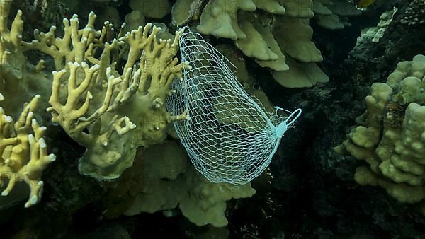 Discarded kitchen plastic storage net shopping hang down of coral reef. Plastic pollution of the ocean. Plastic mesh bag hanging on a beautiful coral reef. Red sea