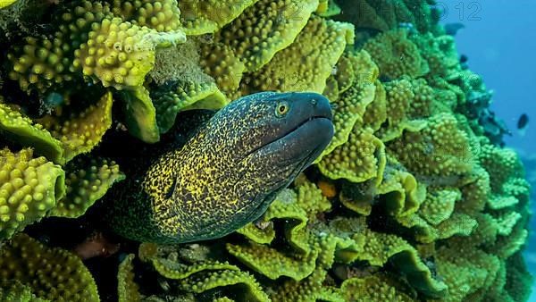 Yellow Edged Moray Eel
