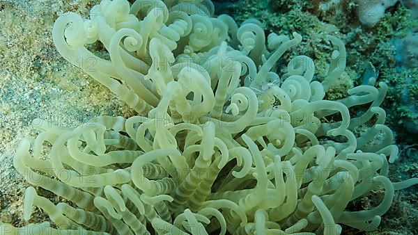 Small transparent shrimp sits on an anemone. Red Sea