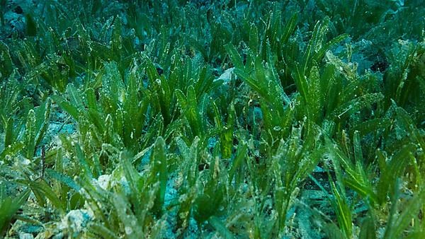 Close-up of the Halophila seagrass. Camera moving forwards above seabed covered with green seagrass. Underwater landscape. Red sea