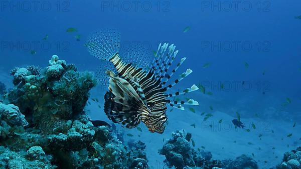 Common Lionfish or Red