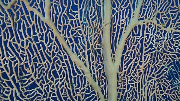 Details of the soft coral