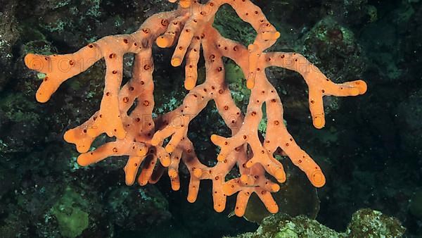 Finger-sponge in the cave. Red toxic finger-sponge