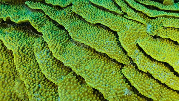 Details of the Lettuce coral or Yellow Scroll Coral