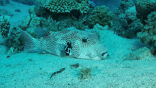 Close up of Blackspotted Puffer