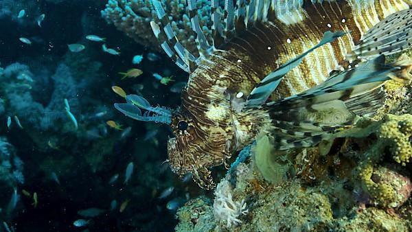 Large shoal of Miry's damselfish