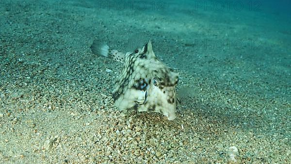 Close-up of Boxfish swims over sandy bottom. Thornback Boxfish or Camel Cowfish