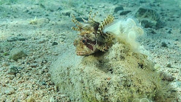 Zebra Lionfish