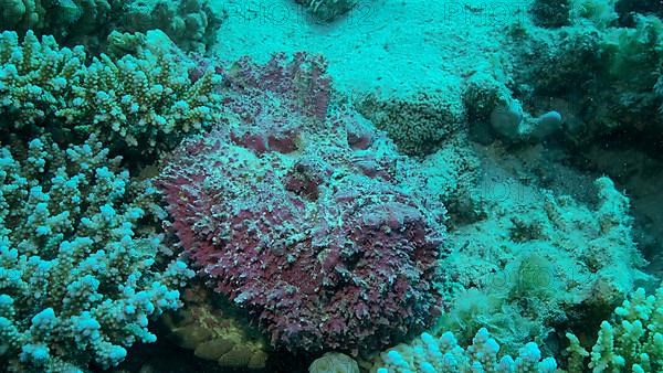 Close-up of pink Stonefish lies on corals. Reef Stonefish