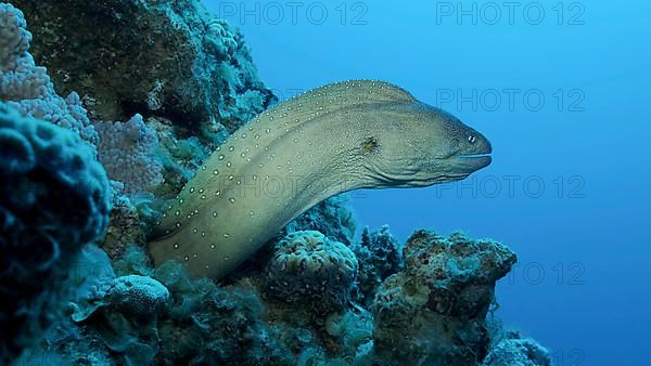 Close-up portrait of Moray peeks out of its hiding place. Yellow-mouthed Moray Eel