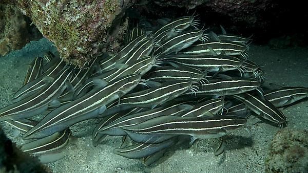 School of Striped Catfish are hiding inside a coral cave. Striped Eel Catfish