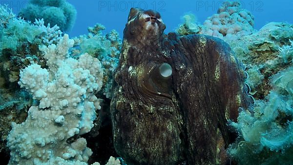 Portrait of big red Octopus