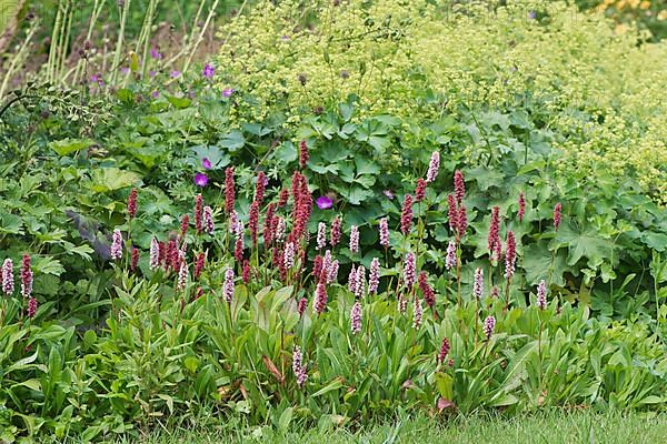 Snail's knotweed