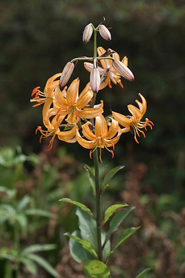 Turk's cap lily