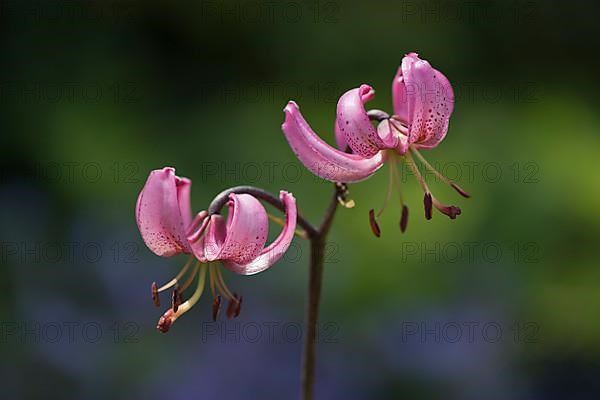 Turk's cap lily