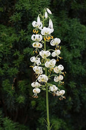 Turk's cap lily