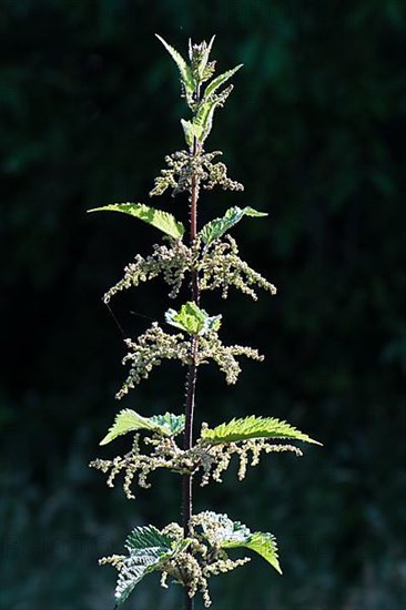 Stinging nettle