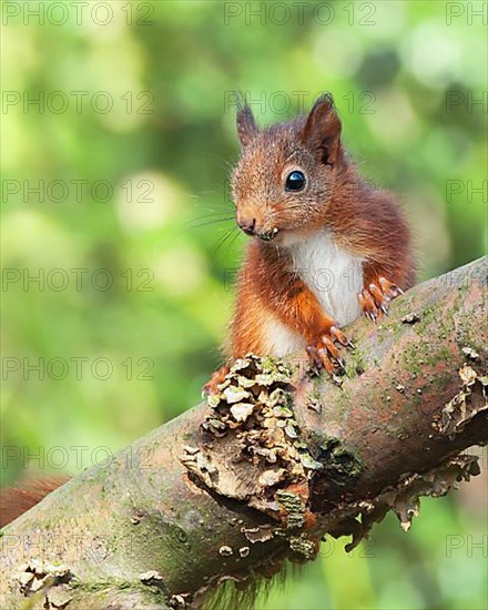 Eurasian red squirrels