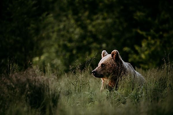 Brown bear