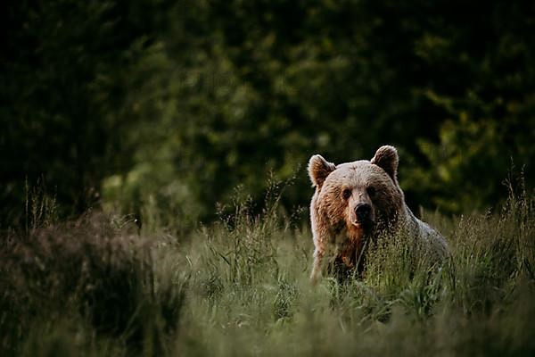 Brown bear