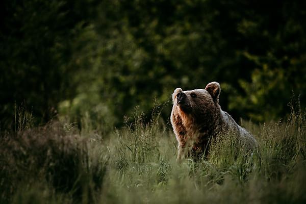 Brown bear