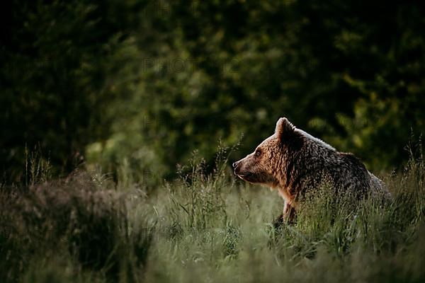 Brown bear