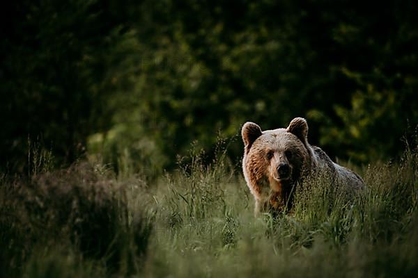 Brown bear