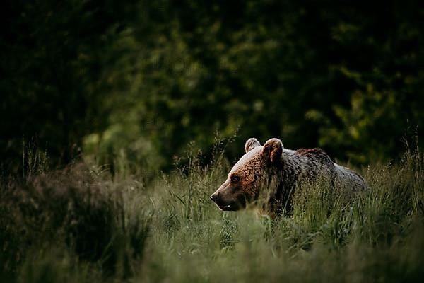 Brown bear