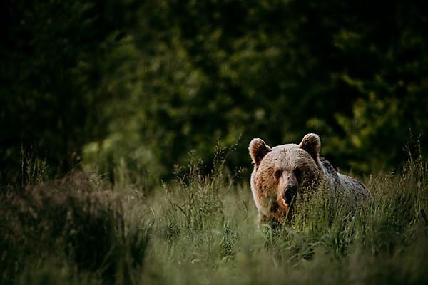 Brown bear