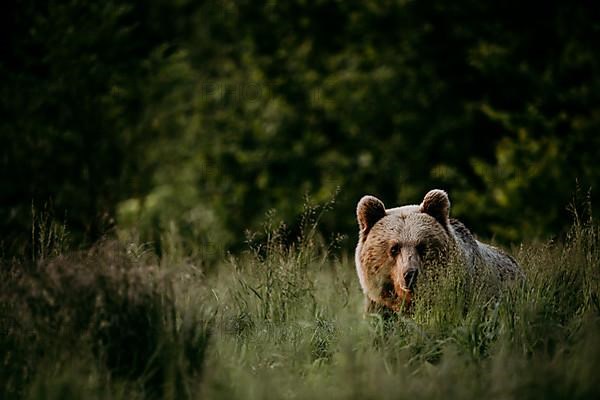 Brown bear