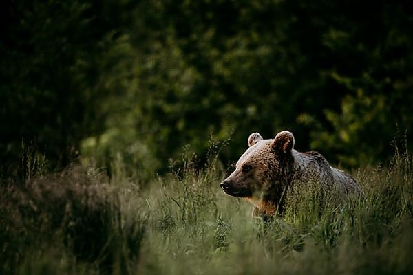 Brown bear