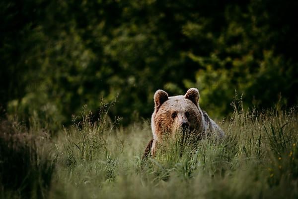 Brown bear